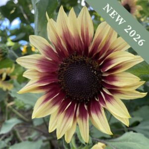 Sunflower 'Ruby Eclipse' F1