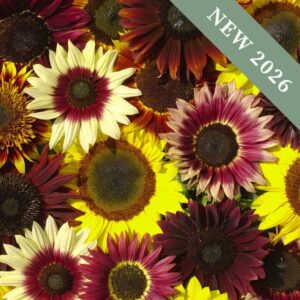 Sunflower 'Summertime Formula Mix'