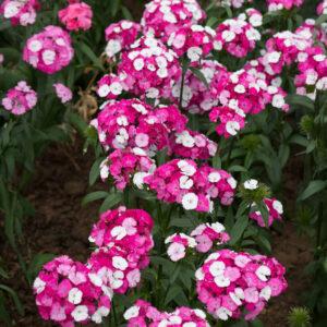 Sweet William - Sweet Pink Magic - 2 - 251125 - Ball SQ PS