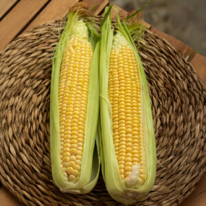 Sweetcorn 'Goldcrest' F1 - Charles's Seed Selection