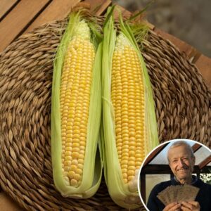 Sweetcorn 'Goldcrest' F1 - Charles's Seed Selection