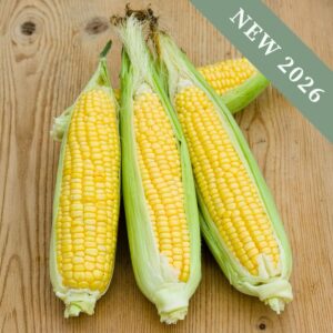 Sweetcorn 'Mirari Gold' F1