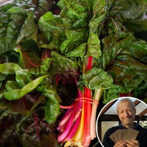 Swiss Chard 'Rainbow' - Charles's Seed Selection