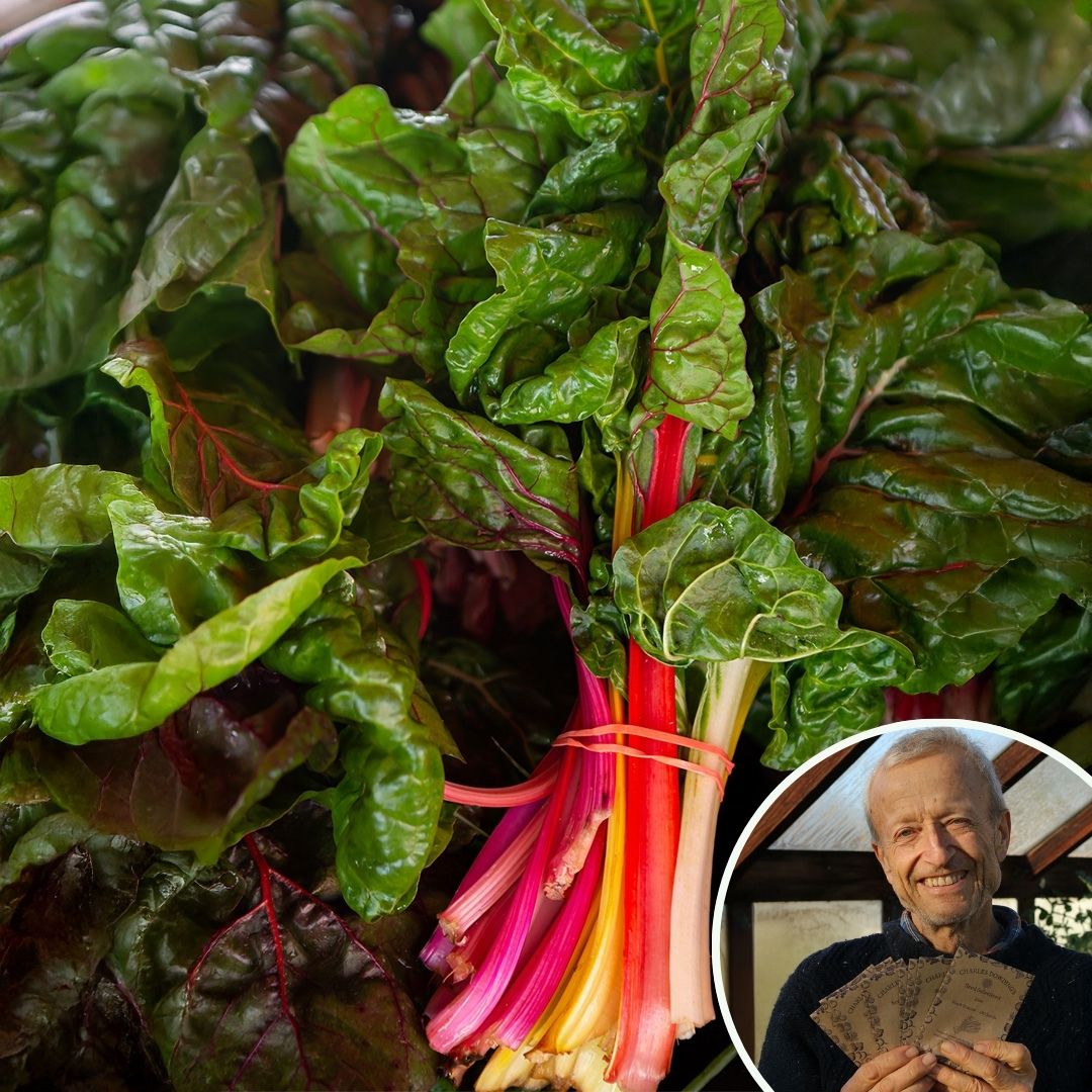Swiss Chard 'Rainbow' - Charles's Seed Selection