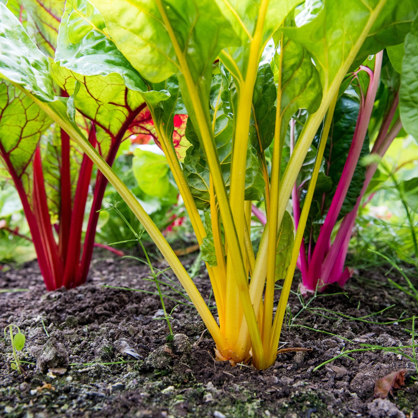 Swiss Chard 'Rainbow' - Charles's Seed Selection - Image 2