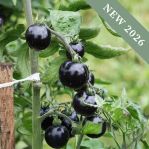 Unripe black Akoya tomatoes growing on the vine with leafy green foliage