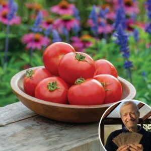 Tomato 'Crimson Crush' F1 - Charles's Seed Selection