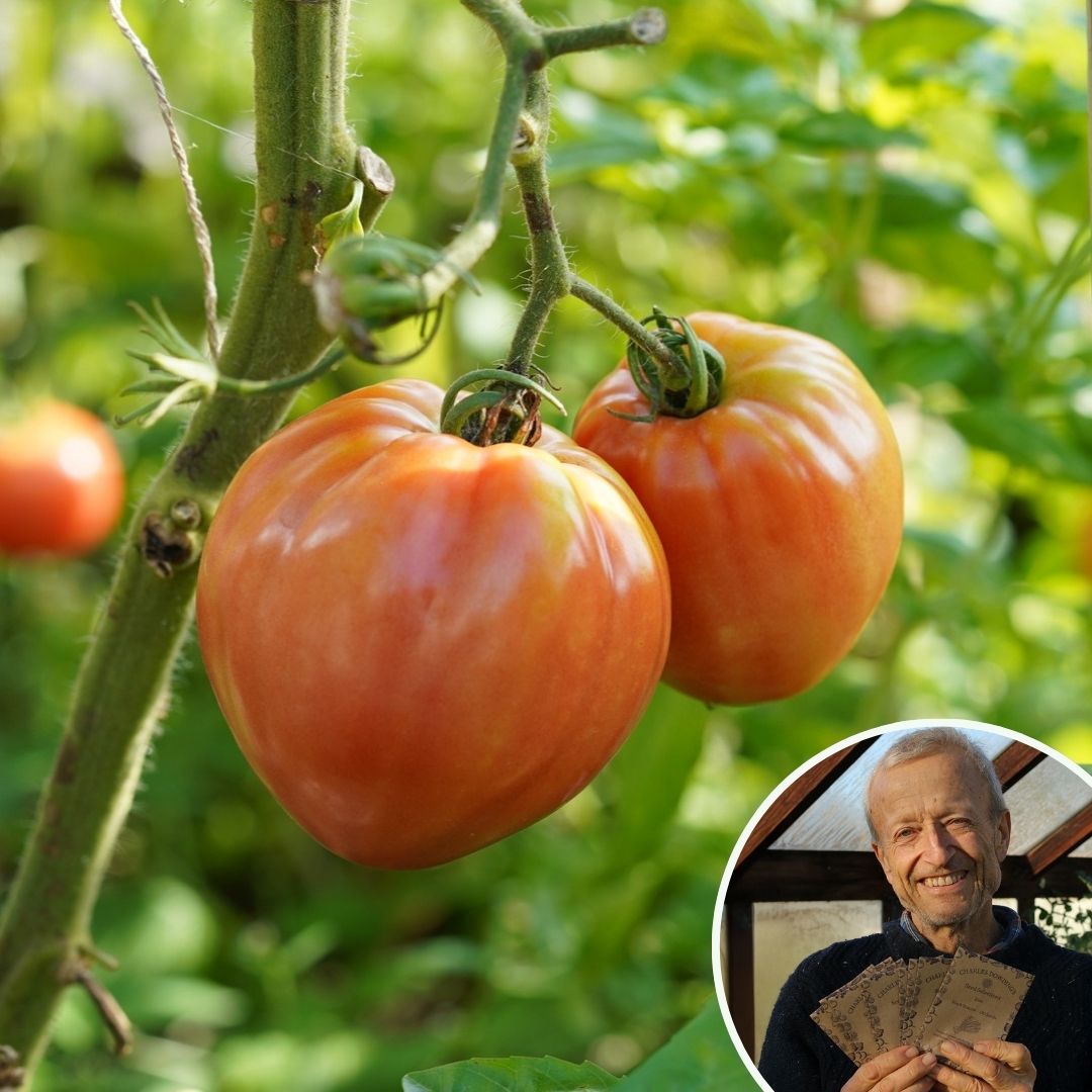 Tomato 'Curore di Bue' - Charles's Seed Selection