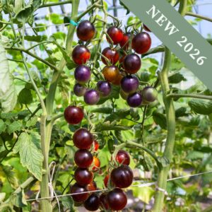 Tomato Indigo Cherry Drops