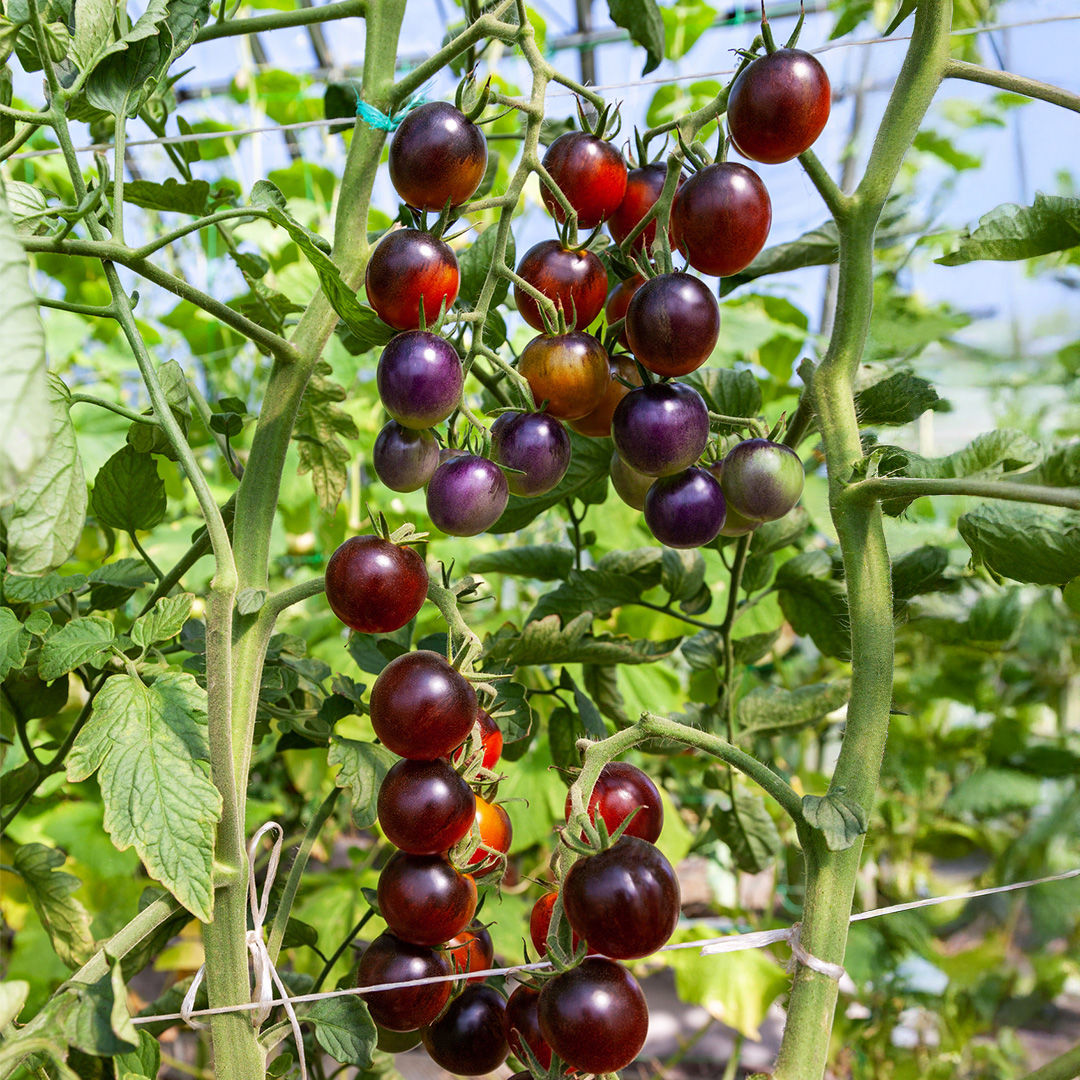 Tomato Indigo Cherry Drops