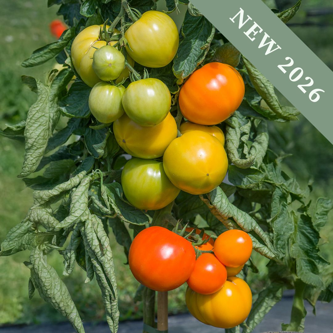 Tomato 'Lemonita' F1