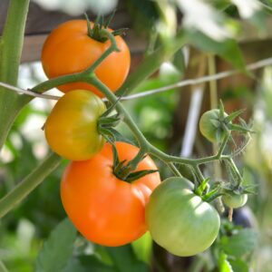 Lemonita Tomatoes ripening on the vine in green and orange