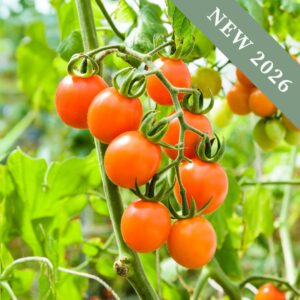 Tomato 'Orange Paruche' F1