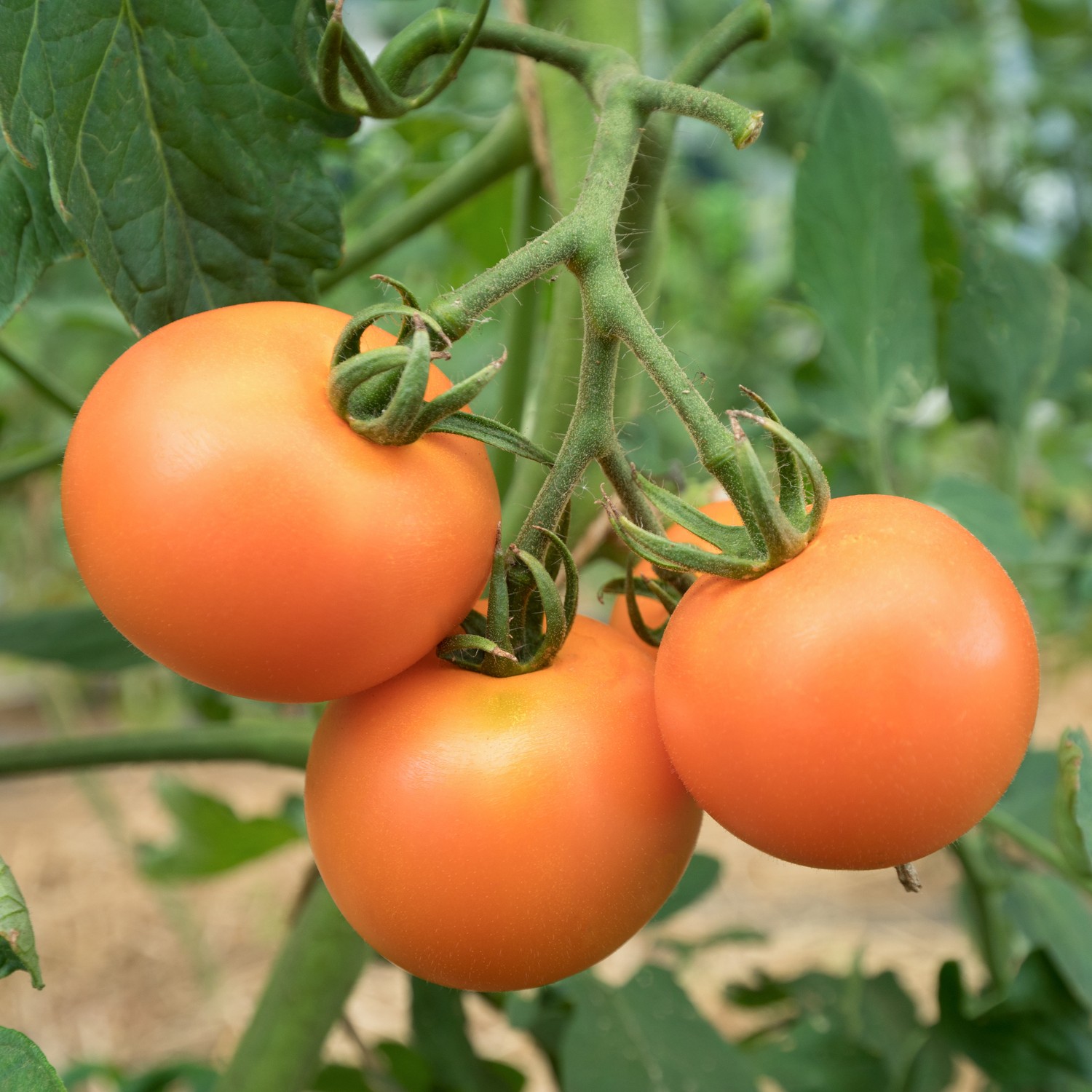 Tomato 'Orange Wellington' F1 - Charles's Seed Selection - Image 2