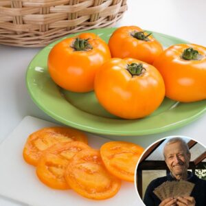 Tomato 'Orange Wellington' F1 - Charles's Seed Selection