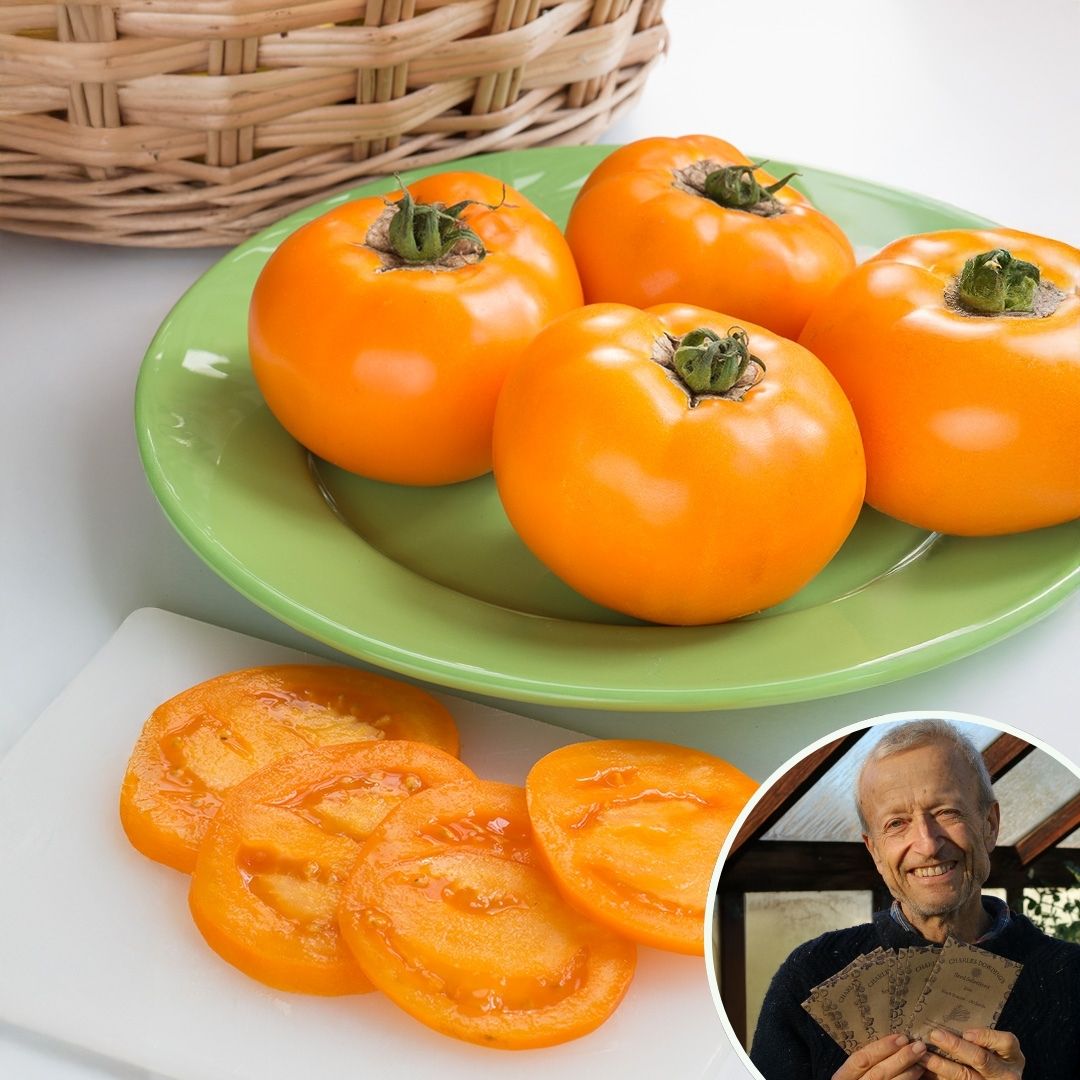 Tomato 'Orange Wellington' F1 - Charles's Seed Selection