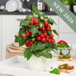 Tomato 'Ponchi Fa Red'