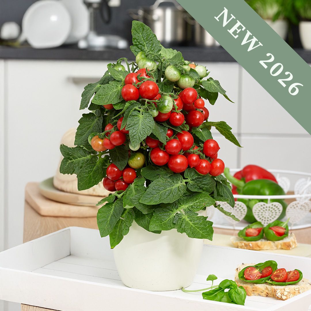 Tomato 'Ponchi Fa Red'