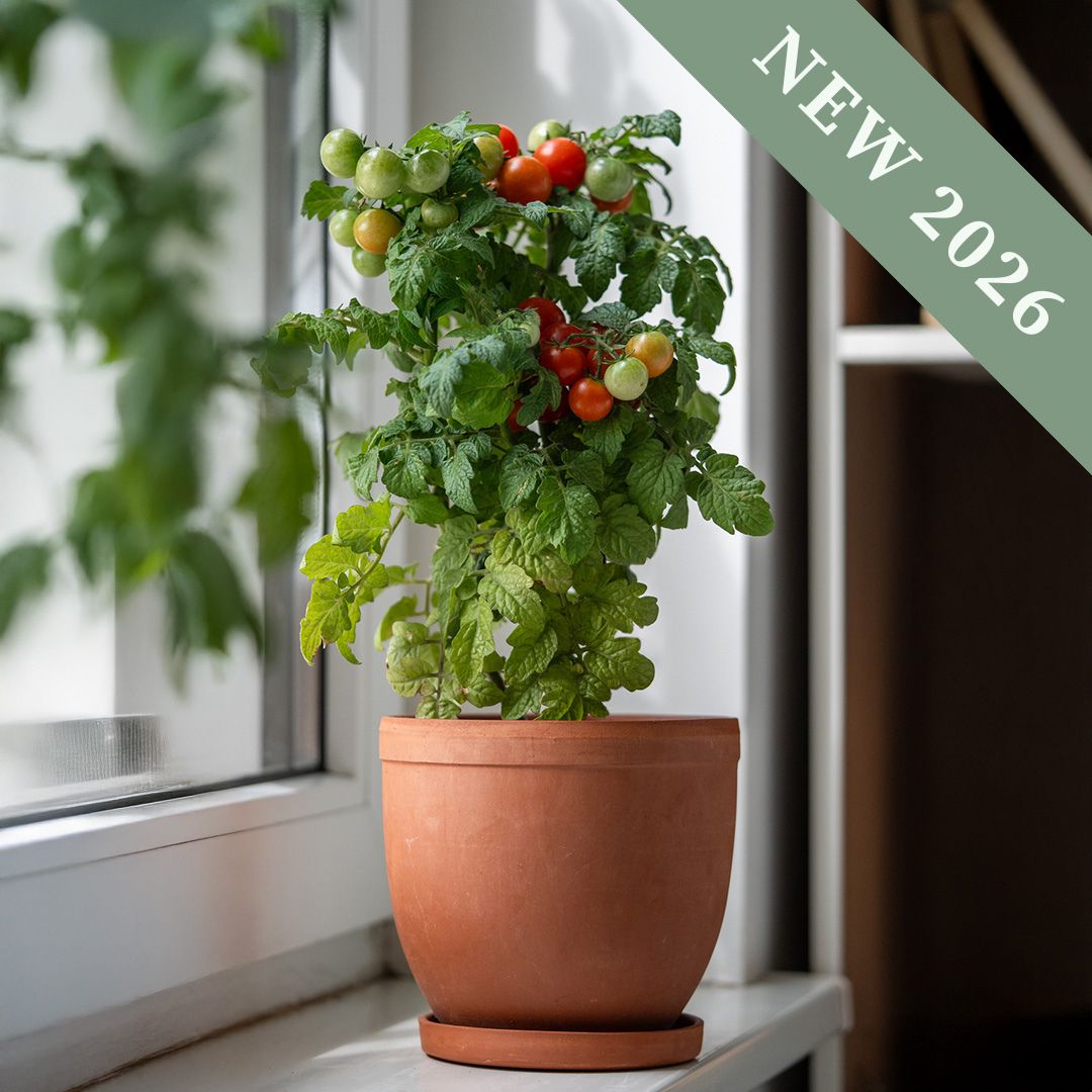 Tomato Ponchi Fa Red