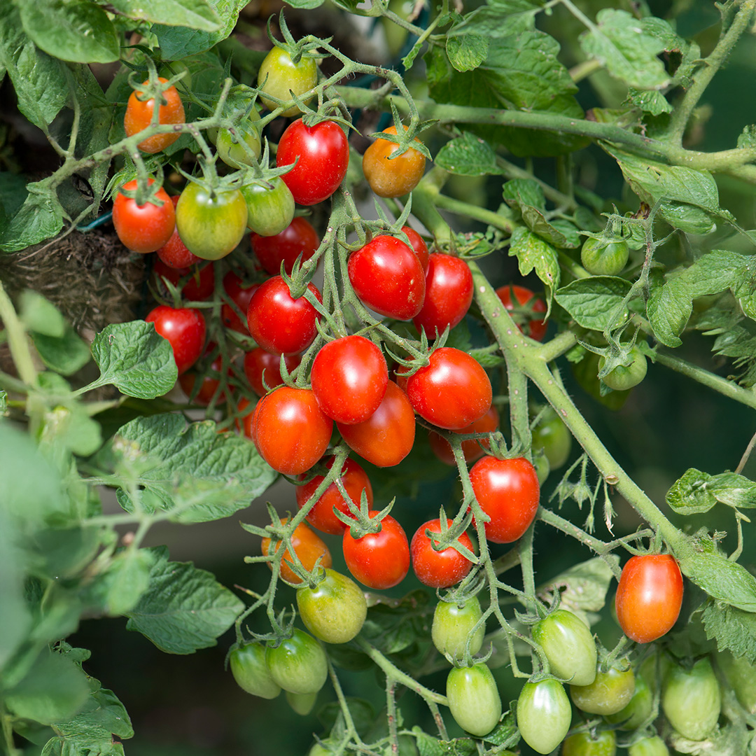 Tomato 'Romello' F1 - Image 2