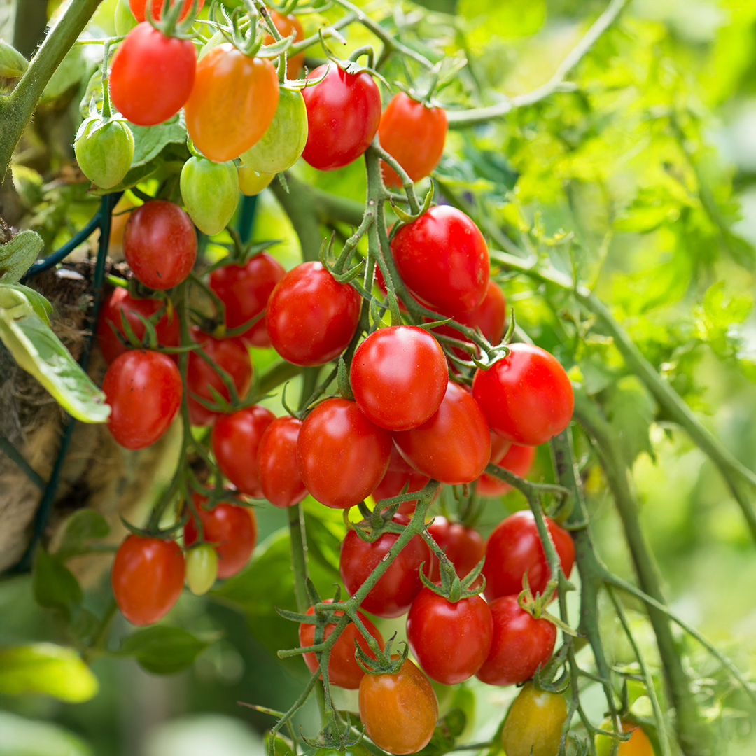 Tomato 'Romello' F1