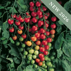 Tomato 'Supersweet 100' F1