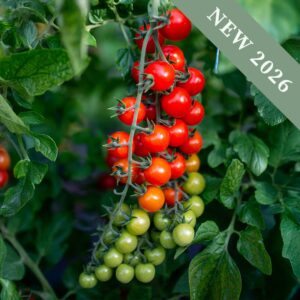 Tomato Supersweet 100 F1