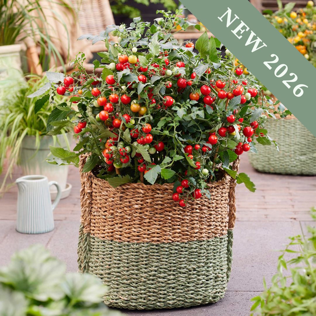Tomato 'Tiny Temptations Red'