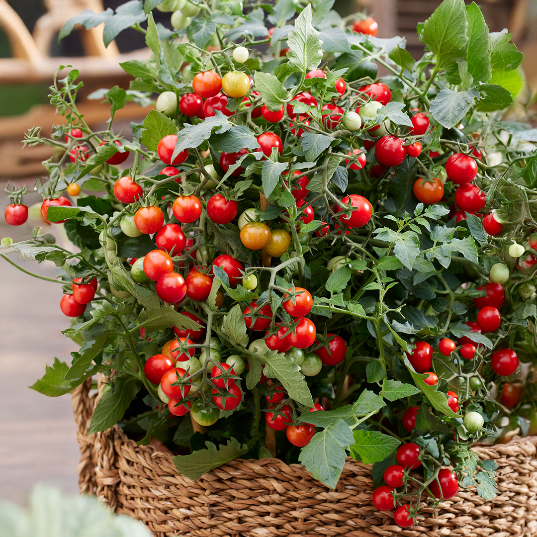 Tomato 'Tiny Temptations Red' - Image 2