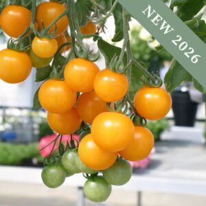 Tomato 'Tumbling Tom Yellow'