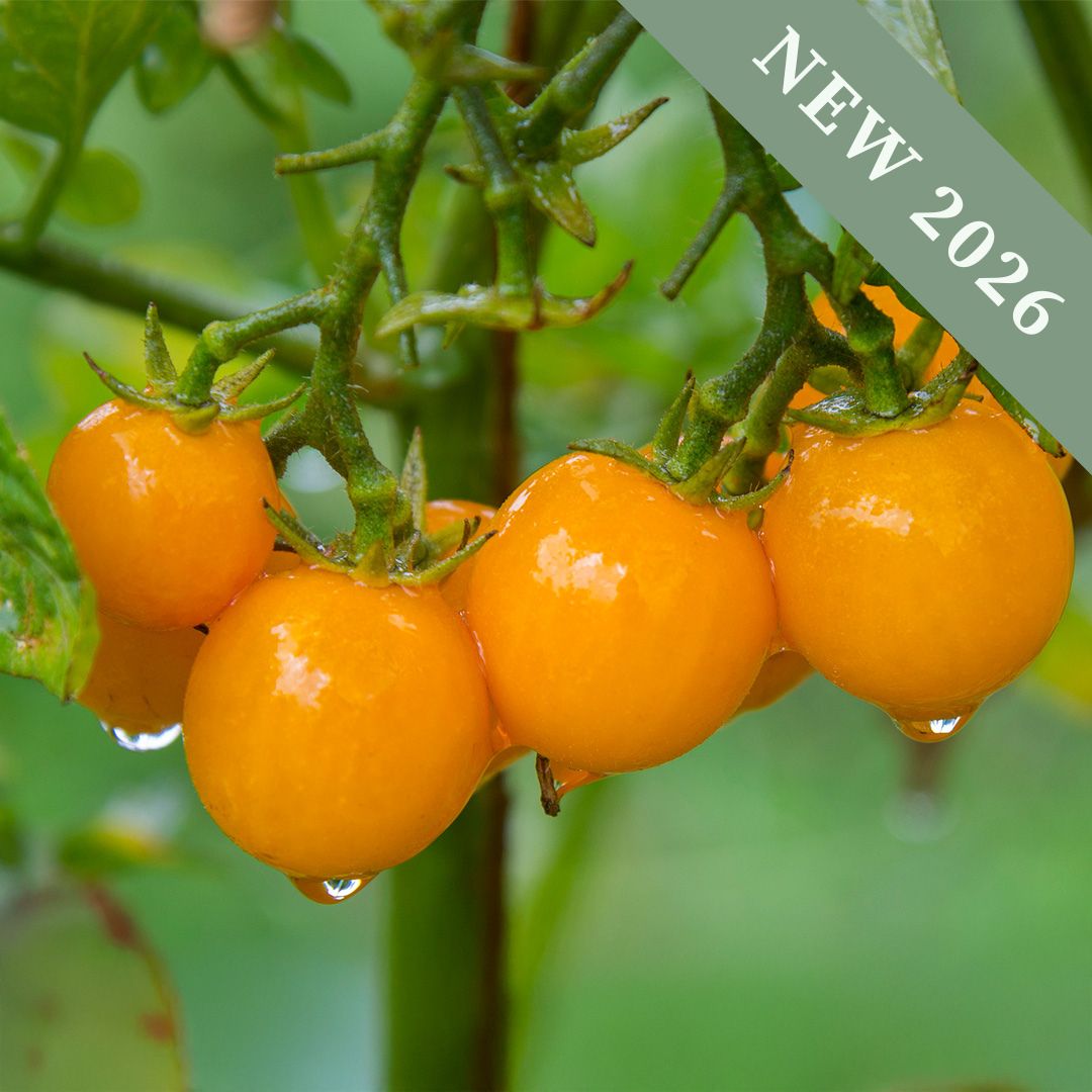 Tomato Tumbling Tom Yellow