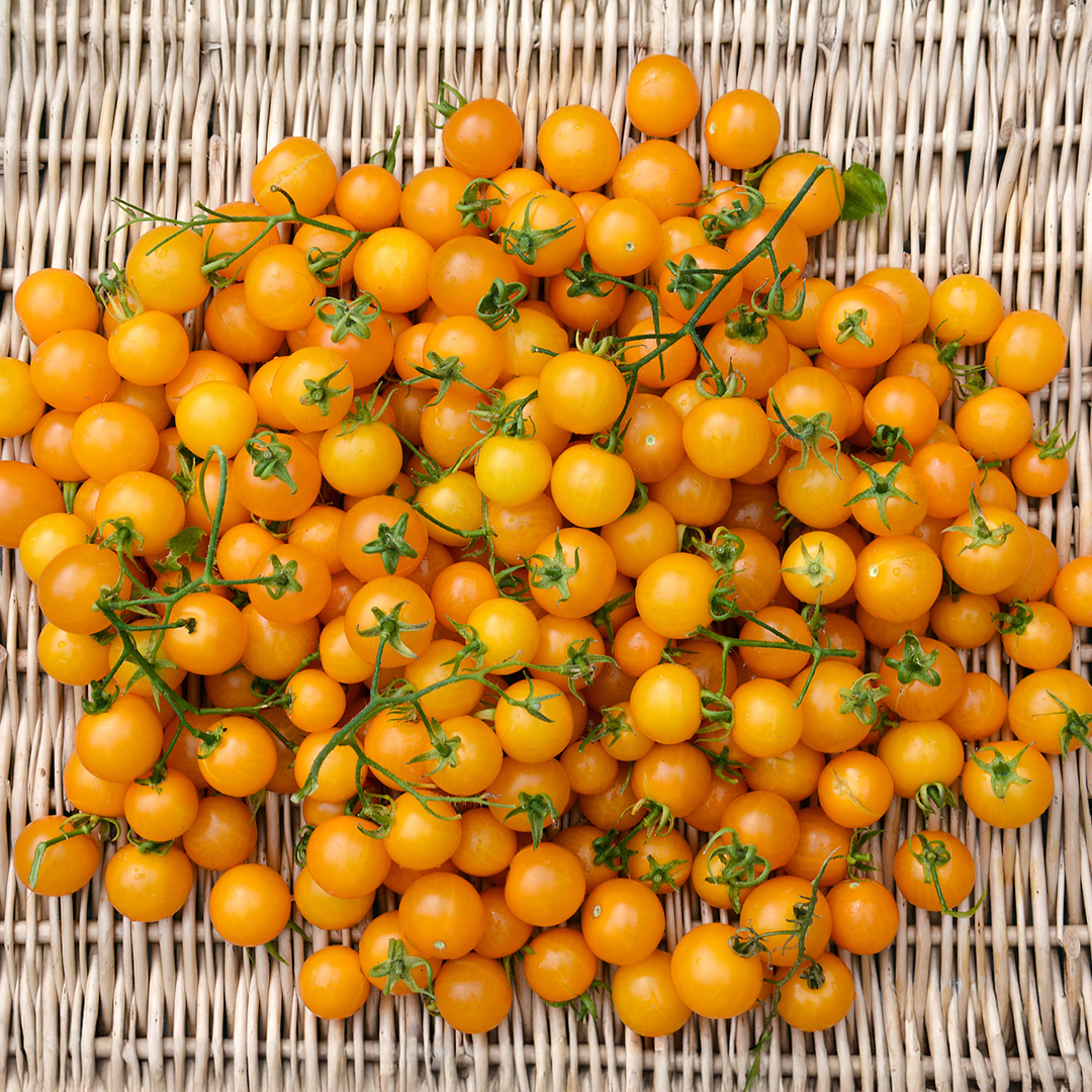 Tomato Tumbling Tom Yellow - Image 3