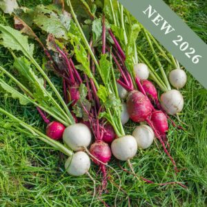 Turnip Temari Mix F1