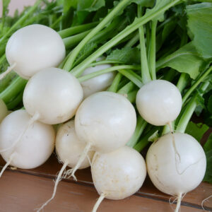 Turnip 'Tokyo Cross' - Charles's Seed Selection