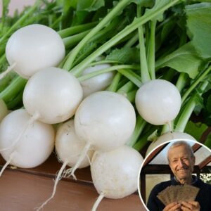 Turnip 'Tokyo Cross' - Charles's Seed Selection