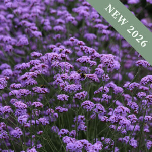 Verbena 'Bonariensis Vanity'