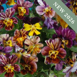 Viola 'Brush Strokes'