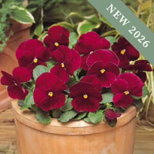Viola 'Spring Matrix Rose'