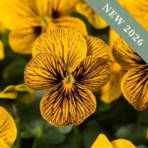 Viola 'Tigers Eye' F1