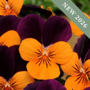 Viola Sorbet 'Orange Jump Up'