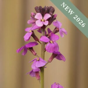 Wallflower 'Sugar Rush Purple Bicolour' F1