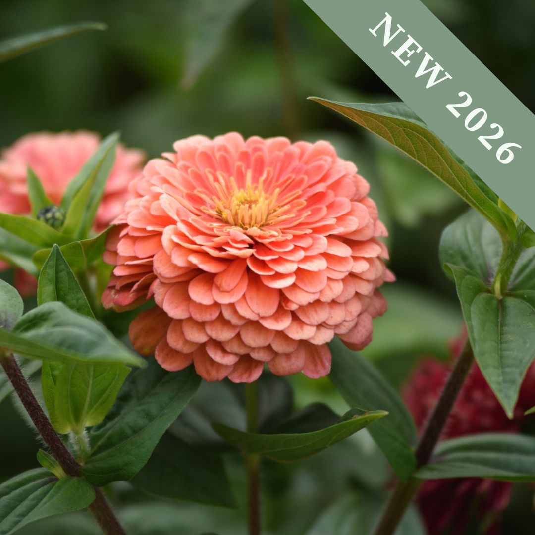 Zinnia 'Benary Giant Salmon Rose'