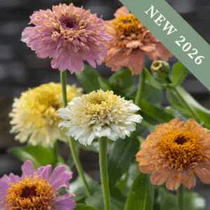 Zinnia 'Cresto Peaches and Cream'