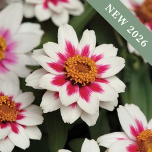 Zinnia 'Starlight Rose'