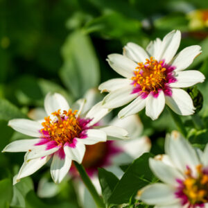 Zahara Starlight Rose Zinnia flowers with bright pink streaks on crisp white petals and green leaves