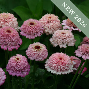 Zinnia 'Zinderella Lilac'