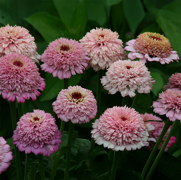 Zinnia 'Zinderella Lilac'
