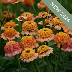 Zinnia 'Zinderella Peach'