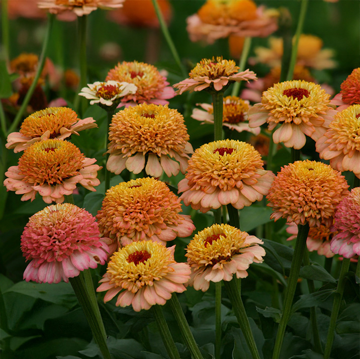 Zinnia 'Zinderella Peach'