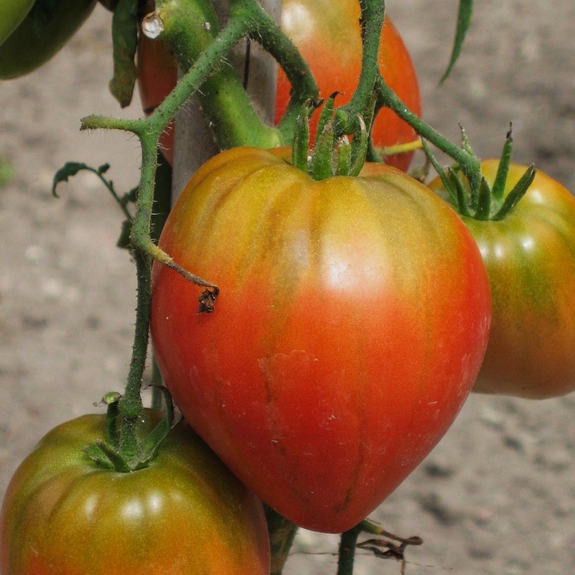 Tomato 'Curore di Bue' - Charles's Seed Selection - Image 2